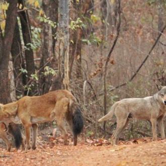 Animals at Debrigarh Sanctuary