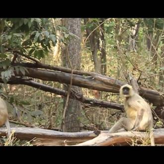 Monkey at Debrigarh